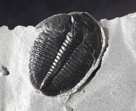 Trilobiten - USA - Elrathia kingii (MEEK 1870)